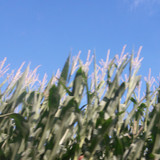 Crops; Publicdomain; Cc0; Freeimage;