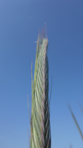 Crops; Publicdomain; Cc0; Freeimage;.jpg