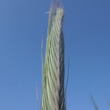 Crops; Publicdomain; Cc0; Freeimage;