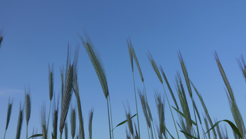 Crops; Publicdomain; Cc0; Freeimage;.jpg