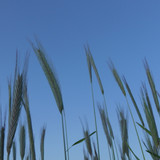 Crops; Publicdomain; Cc0; Freeimage;