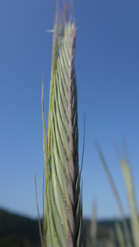 Crops; Publicdomain; Cc0; Freeimage;.jpg