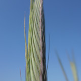 Crops; Publicdomain; Cc0; Freeimage;