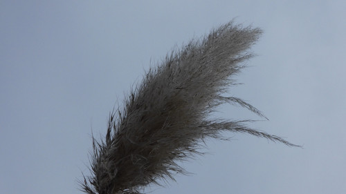 Crops; Publicdomain; Cc0; Freeimage;.jpg