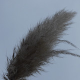 Crops; Publicdomain; Cc0; Freeimage;