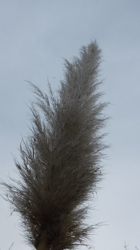 Crops; Publicdomain; Cc0; Freeimage;.jpg