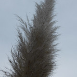 Crops; Publicdomain; Cc0; Freeimage;