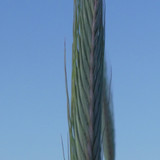 Crops; Publicdomain; Cc0; Freeimage;