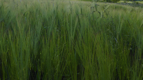 Crops; Publicdomain; Cc0; Freeimage;.jpg