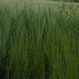 Crops; Publicdomain; Cc0; Freeimage;