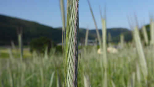 Crops; Publicdomain; Cc0; Freeimage;.jpg