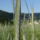 Crops; Publicdomain; Cc0; Freeimage;