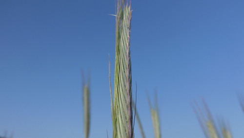 Crops; Publicdomain; Cc0; Freeimage;.jpg