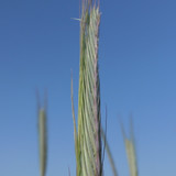 Crops; Publicdomain; Cc0; Freeimage;