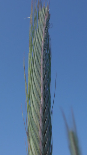 Crops; Publicdomain; Cc0; Freeimage;.jpg