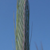 Crops; Publicdomain; Cc0; Freeimage;