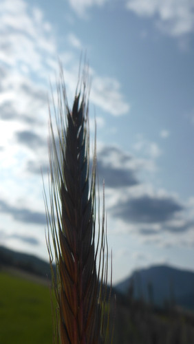 Crops; Publicdomain; Cc0; Freeimage;.jpg