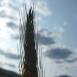 Crops; Publicdomain; Cc0; Freeimage;