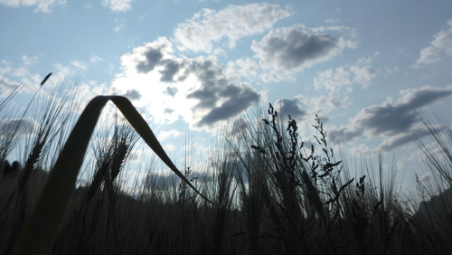 Crops; Publicdomain; Cc0; Freeimage;.jpg