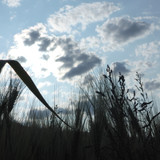 Crops; Publicdomain; Cc0; Freeimage;