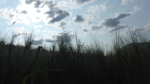 Crops; Publicdomain; Cc0; Freeimage;.jpg