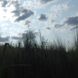 Crops; Publicdomain; Cc0; Freeimage;