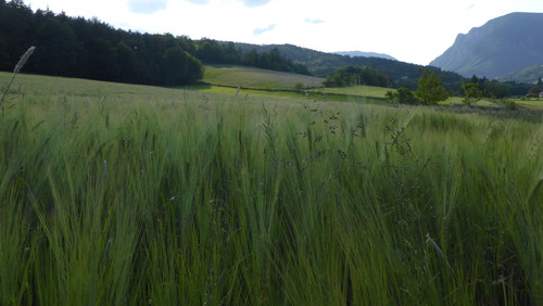 Crops; Publicdomain; Cc0; Freeimage;.jpg