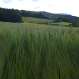 Crops; Publicdomain; Cc0; Freeimage;