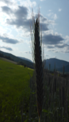 Crops; Publicdomain; Cc0; Freeimage;.jpg