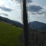 Crops; Publicdomain; Cc0; Freeimage;