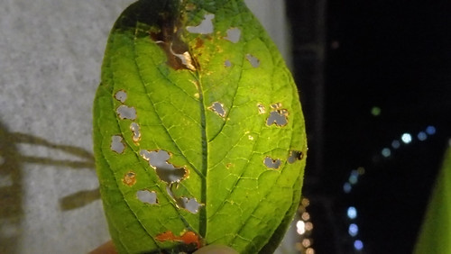 Leafs; Publicdomain; Cc0; Freeimage;.jpg