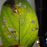 Leafs; Publicdomain; Cc0; Freeimage;