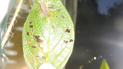 Leafs; Publicdomain; Cc0; Freeimage;.jpg