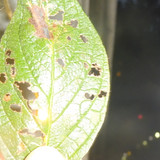 Leafs; Publicdomain; Cc0; Freeimage;