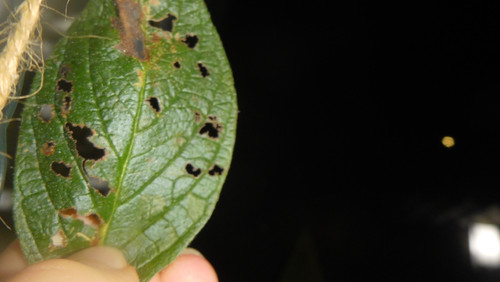 Leafs; Publicdomain; Cc0; Freeimage;.jpg