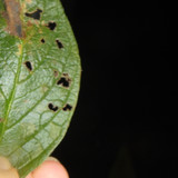 Leafs; Publicdomain; Cc0; Freeimage;