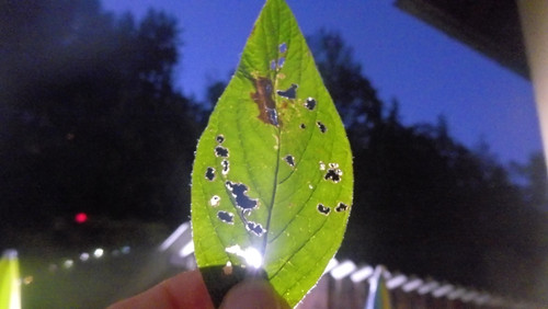 Leafs; Publicdomain; Cc0; Freeimage;.jpg