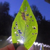 Leafs; Publicdomain; Cc0; Freeimage;