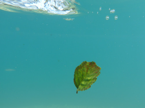 Leafs; Publicdomain; Cc0; Freeimage;.jpg