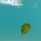 Leafs; Publicdomain; Cc0; Freeimage;