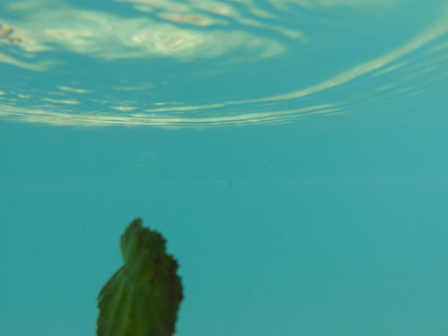 Leafs; Publicdomain; Cc0; Freeimage;.jpg