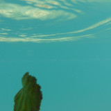 Leafs; Publicdomain; Cc0; Freeimage;