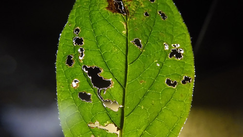 Leafs; Publicdomain; Cc0; Freeimage;.jpg