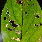 Leafs; Publicdomain; Cc0; Freeimage;