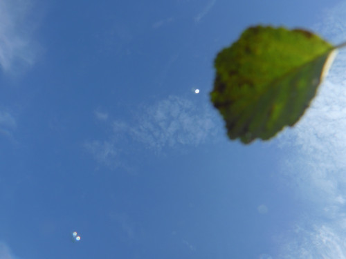 Leafs; Publicdomain; Cc0; Freeimage;.jpg