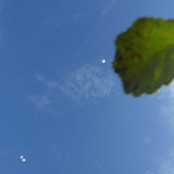 Leafs; Publicdomain; Cc0; Freeimage;