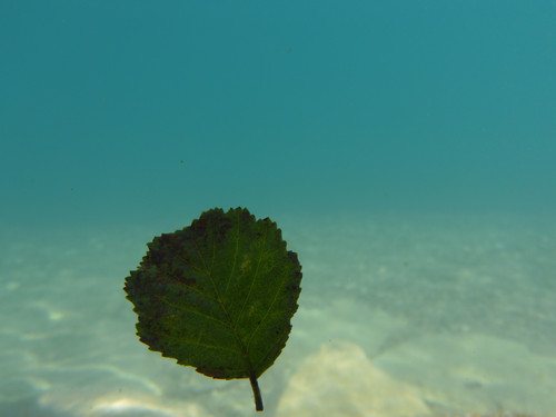 Leafs; Publicdomain; Cc0; Freeimage;.jpg