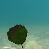 Leafs; Publicdomain; Cc0; Freeimage;