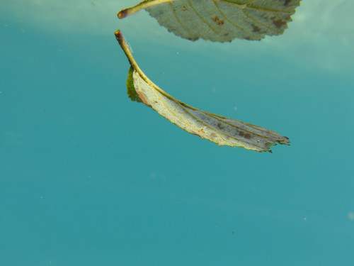 Leafs; Publicdomain; Cc0; Freeimage;.jpg