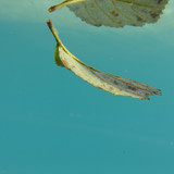 Leafs; Publicdomain; Cc0; Freeimage;